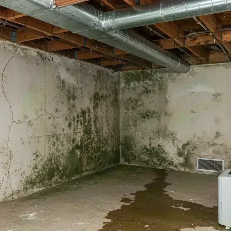 Professional Mold Removal in Carter County, MO